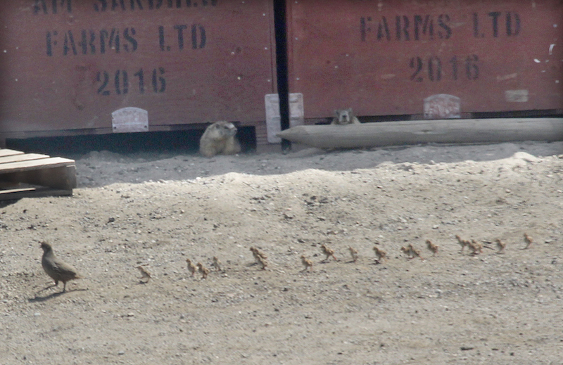 Two marmots watcch a mother quail lead her many babies in front of their manor made from apple bins.